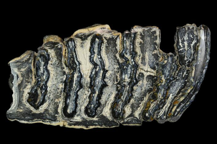 Polished Mammoth Molar Section - South Carolina #125515